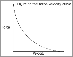 Graph of the Force Velocity Curve